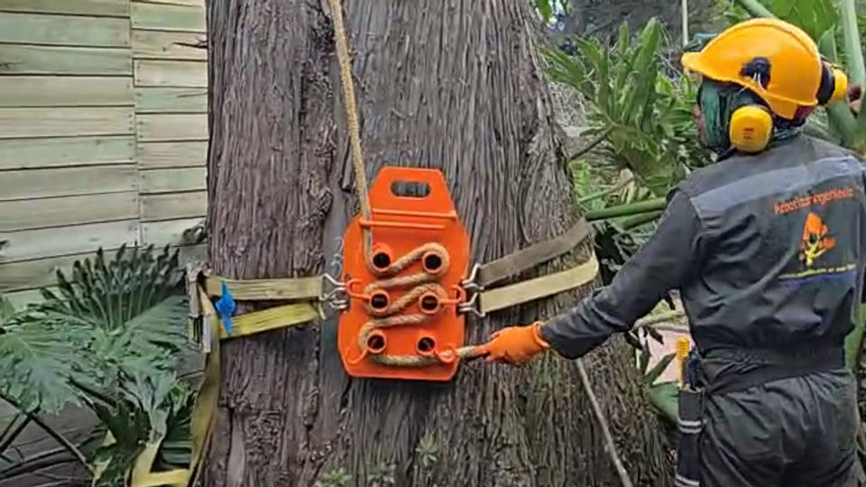 Tala direccional de árboles